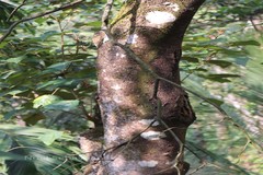 Mallotus tetracoccus